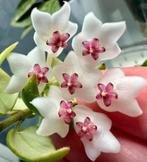 Hoya sp aff chinghungensis gewortelde stek (zeldzaam!), Overige soorten, Minder dan 100 cm, Bloeiende kamerplant, Halfschaduw