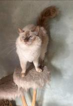 Lieve cinnamon ragdoll poes, Dieren en Toebehoren, Katten en Kittens | Raskatten | Langhaar, Poes, Gechipt, 3 tot 5 jaar