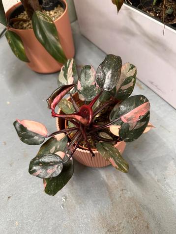 Philodendron Pink Princess beschikbaar voor biedingen