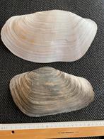 2 grote Zwanenhalsmossels, Verzamelen, Mineralen en Fossielen, Ophalen of Verzenden