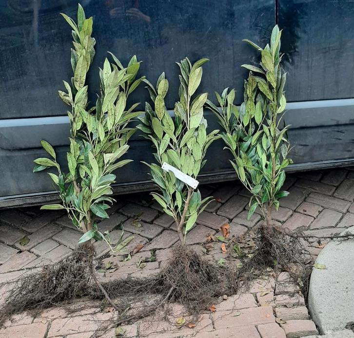 Laurier  Genolia Etna Herbergii Bonaparte Elly Reynvaanii, Tuin en Terras, Planten | Struiken en Hagen, Ophalen