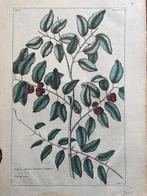 gravure Buchoz Cudranus sylvestris amboinensis 1783, Ophalen of Verzenden