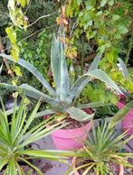 Grote agave (Agave americana), Tuin en Terras, Volle zon, Vaste plant, Zomer, Ophalen