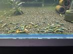 Mooie (Metallic) Boa caridina garnalen., Kreeft, Krab of Garnaal, Zoetwatervis, Schoolvis