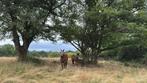 Paarden Pensioen Pension Frankrijk Limoges, Merrie