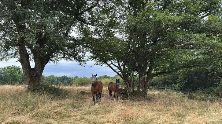 Paarden Pensioen Pension Frankrijk Limoges, Dieren en Toebehoren, Paarden, Merrie
