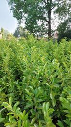 LAURIER NOVITA hoogte van 150-200 cm, Tuin en Terras, Planten | Struiken en Hagen, Ophalen, Haag