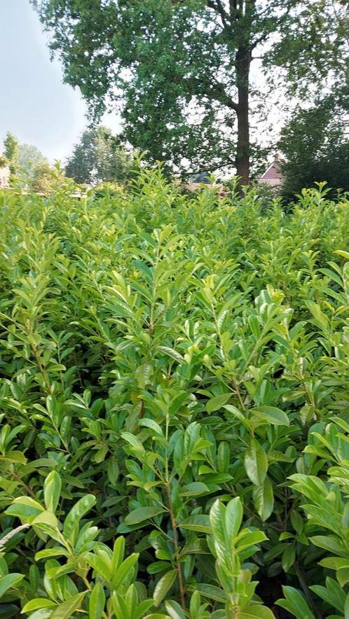 LAURIER NOVITA hoogte van 150-200 cm, Tuin en Terras, Planten | Struiken en Hagen, Haag, Ophalen