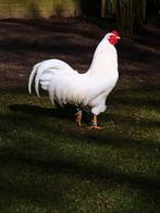 Schijndelaar toom jong 1+4, Meerdere dieren, Kip