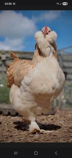 Faverolles gezocht, Dieren en Toebehoren, Pluimvee, Vrouwelijk, Kip