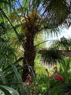 Verse palmzaden en 1-jarige zaailingen Trachycarpus Fortunei, Halfschaduw, Ophalen of Verzenden, Gehele jaar, Zaad