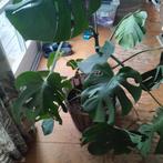 Grote Monstera plant in rieten pot, Huis en Inrichting, Kamerplanten, Ophalen of Verzenden, Halfschaduw, 100 tot 150 cm