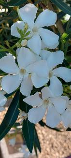 Nerium oleander Soeur Agnes Wit, Ophalen of Verzenden, Zomer, Overige soorten, Halfschaduw