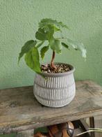 Bodhiboom bonsai ficus Religiosa, Huis en Inrichting, Kamerplanten, Ophalen, Overige soorten, Minder dan 100 cm