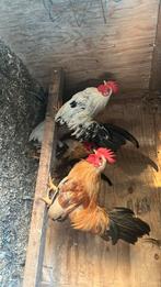 5 serama te koop, Dieren en Toebehoren, Meerdere dieren, Kip