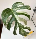 Monstera deliciosa variegated variegata stek bont, Ophalen