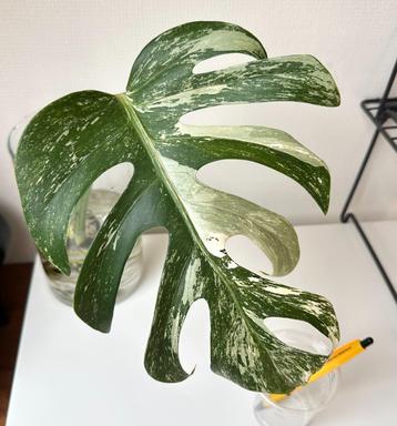 Monstera deliciosa variegated variegata stek bont beschikbaar voor biedingen