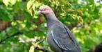 Picazuro duif, Meerdere dieren, Tropenvogel, Geringd