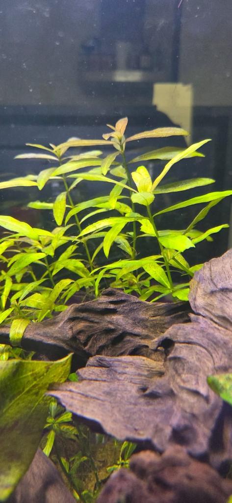 Hygrophila rosanervig 'sunset’, Dieren en Toebehoren, Vissen | Aquaria en Toebehoren, Zo goed als nieuw, Plant(en), Steen of Hout
