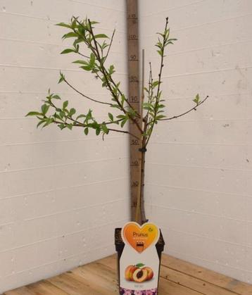 Perzik in pot beschikbaar voor biedingen