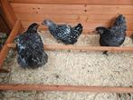 Wyandotte kuikens van augustus, Dieren en Toebehoren, Pluimvee, Meerdere dieren, Kip