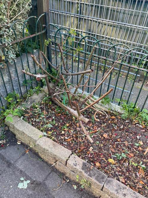 Rozenstruik, Tuin en Terras, Planten | Struiken en Hagen, Minder dan 100 cm, Ophalen