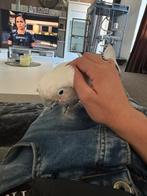 Goffin kaketoe met kooi en papieren, Dieren en Toebehoren, Vogels | Parkieten en Papegaaien, Mannelijk, Papegaai, Tam