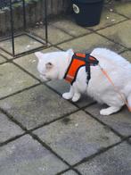 Gratis lieve poes, Poes, Kortharig, 6 jaar of ouder