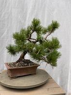 Bonsai Pinus Mugo – 6 jaar in collectie, Tuin en Terras, Planten | Bomen, Ophalen, In pot, Overige soorten, Minder dan 100 cm