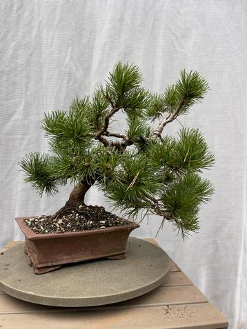 Bonsai Pinus Mugo – 6 jaar in collectie beschikbaar voor biedingen