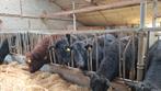 3 black angus vaarsen, Mannelijk, Geit
