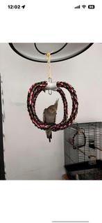 Leuke valkparkiet, Dieren en Toebehoren, Vrouwelijk, Parkiet