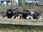 Duitse herder x oud duitse herder, 7 reutjes, CDV (hondenziekte), Reu, 8 tot 15 weken, Meerdere