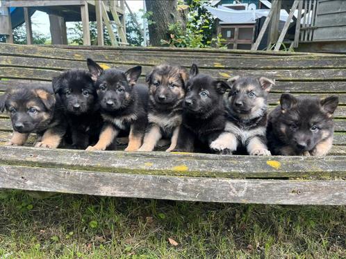 Duitse herder x oud duitse herder, 7 reutjes, Dieren en Toebehoren, Honden | Herdershonden en Veedrijvers, Reu, Herder, Particulier