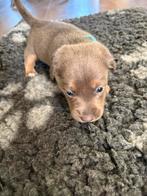 Jack russel puppy’s, Dieren en Toebehoren, Jack Russell Terriër, 8 tot 15 weken, CDV (hondenziekte), Meerdere dieren