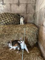 Lieve boerderij kittens, Dieren en Toebehoren, Hondenvoerbakken en Drinkbakken, Ophalen, Nieuw