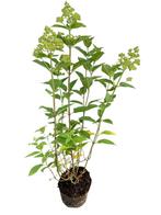 Pluimhortensia (Hydrangea paniculata), Tuin en Terras, Ophalen of Verzenden, Hortensia, Struik, Minder dan 100 cm