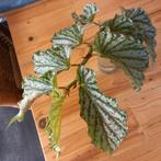 begonia avalanche stek nr 54, Ophalen of Verzenden, Halfschaduw, Minder dan 100 cm