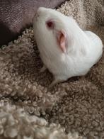 Cavia beertje, Dieren en Toebehoren, April, Mannelijk, Cavia