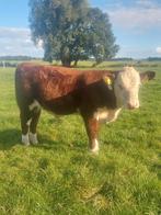 Te koop Hereford fokstiertje., Dieren en Toebehoren, Mannelijk