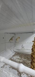 Mooie Putters, Ophalen, Zo goed als nieuw