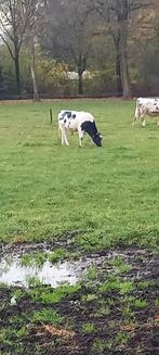 1 BWB stier  van 14 maand, Dieren en Toebehoren, Mannelijk, 0 tot 2 jaar