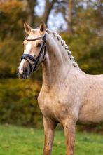 Prachtige betrouwbare pre ruin te koop, Dieren en Toebehoren, Ruin, Recreatiepaard, Gechipt