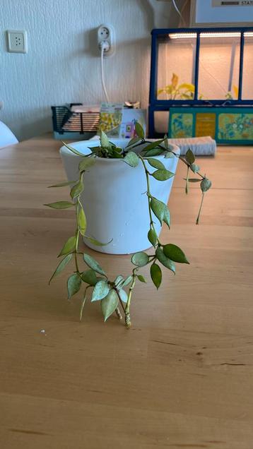 Hoya Lacunosa sp? beschikbaar voor biedingen