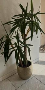Echte palm met gouden kunststof pot, Huis en Inrichting, Kamerplanten, Ophalen, Halfschaduw, Minder dan 100 cm