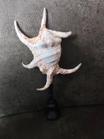 Zeeschelp op standaard, Huis en Inrichting, Ophalen of Verzenden, Zo goed als nieuw