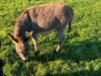 Mediterrane mini ezel, miniezel hengstveulen., Dieren en Toebehoren, Overige Dieren, Juni, Mannelijk