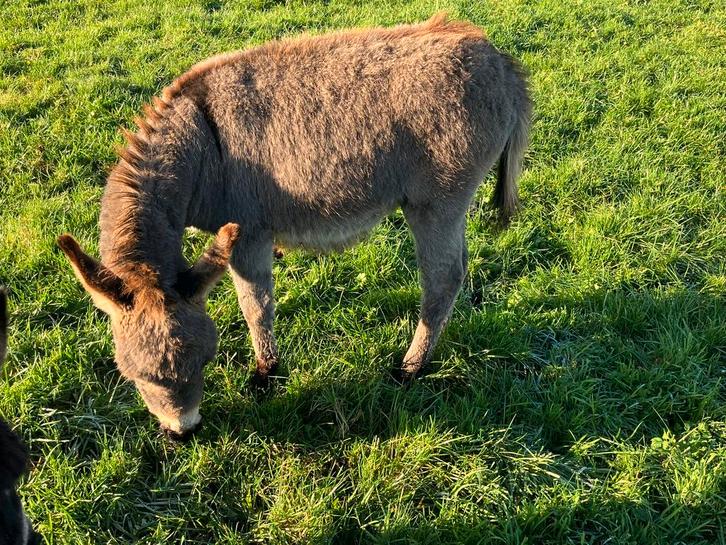 Mediterrane mini ezel, miniezel hengstveulen., Dieren en Toebehoren, Overige Dieren, Mannelijk, Juni