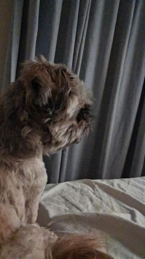 Ongelofelijke lieve shihtzu, Dieren en Toebehoren, Honden | Chihuahua's en Gezelschapshonden, Reu, Overige rassen, Particulier