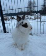 Solero zoekt een huisje! (Gecastreerd en Gevaccineerd), Dieren en Toebehoren, Konijnen, Mannelijk, Klein, 0 tot 2 jaar